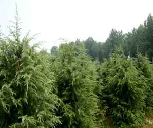 雪松的基本资料，雪松的基本信息