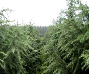 雪松的种植方法，雪松树种植方法
