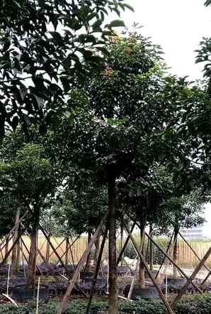 秋枫种植基地，临沧秋枫种植基地