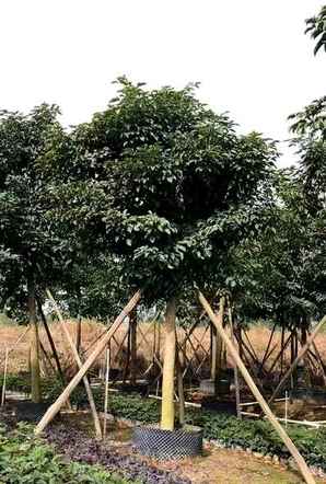 秋枫种植基地，临沧秋枫种植基地