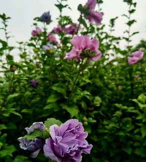 丛生木槿开花多久，丛生木槿