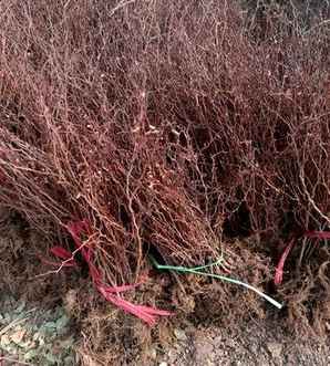 红叶小檗种植密度，广西红叶小檗基地