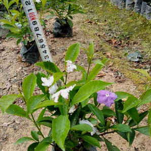 双色茉莉种子图片，七彩茉莉种子图片