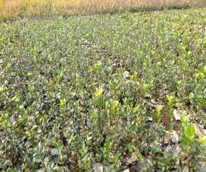 扶芳藤的种植方法与医药价值，济南市小叶扶芳藤种植基地