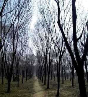 板栗树种植基地，广东板栗树种植基地