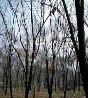 板栗树种植基地，广东板栗树种植基地