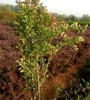 红叶小檗是被子植物吗，红叶小檗属于花灌木吗