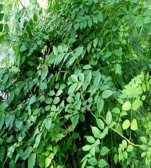 凌霄爬藤用什么架子，凌霄树是爬藤植物吗