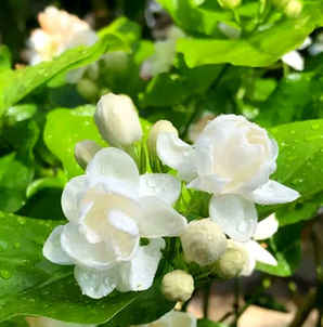 茉莉种子怎么浇水，垂丝茉莉怎么浇水