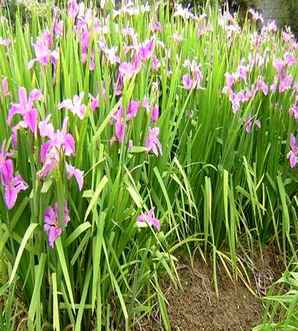 紫色香根鸢尾的花语，紫花鸢尾的花语