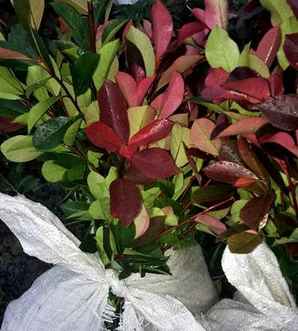 红叶石楠种植株距，红叶石楠种植株距多少合适