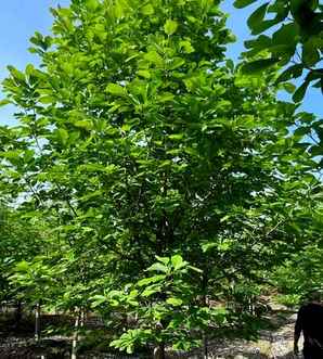 白玉兰产地分布，白玉兰花岗岩产地