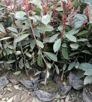 红叶石楠种植株距，红叶石楠种植株距多少合适