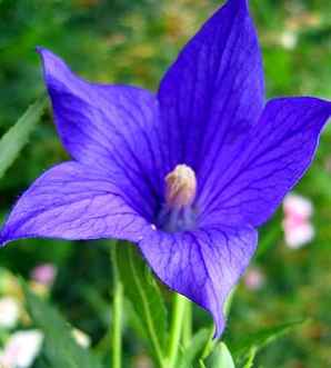 桔梗花一年开几次花，桔梗花是一年生的花吗