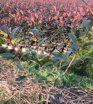 红叶石楠种植株距，红叶石楠种植株距多少合适