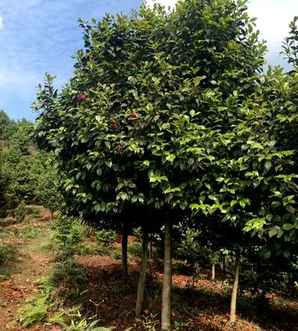 浙江金华茶花种植基地，茶花种植基地