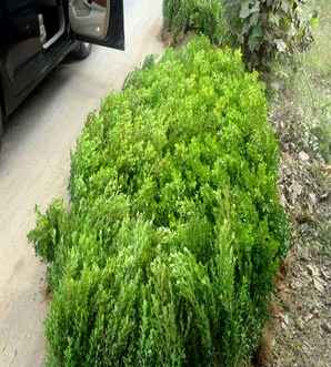 豆瓣黄杨苗种植时间，豆瓣黄杨苗一平方多少株
