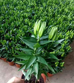 百合种子种植时间在几月份，百合种子怎样种植方法