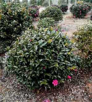 茶梅球种植方法及养护，茶梅球