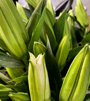 百合种子种植时间在几月份，百合种子怎样种植方法