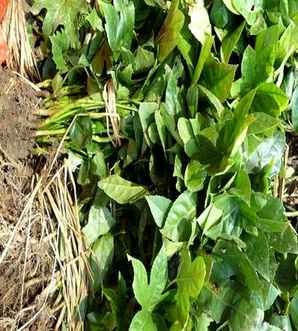 八角金盘基地直供，八角金盘苗木种植基地电话