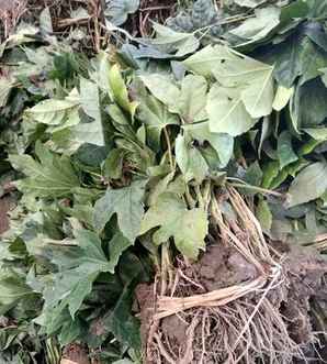 八角金盘基地直供，八角金盘苗木种植基地电话