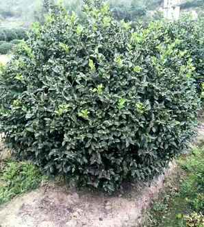 茶梅球种植方法及养护，茶梅球