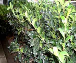 茶梅球种植方法及养护，茶梅球