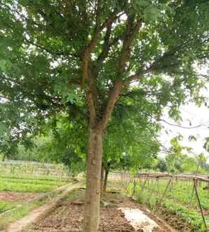 皂角树的介绍，皂角树的详细解说