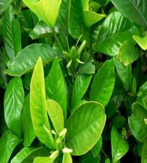 栀子花的介绍，栀子花的资料和介绍