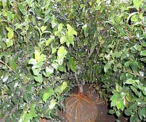 茶梅球种植方法及养护，茶梅球