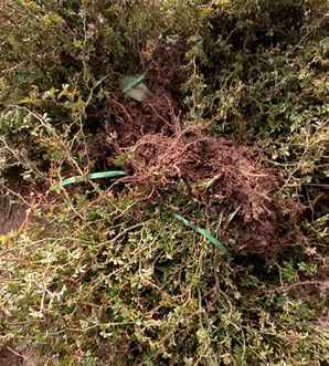 地被月季栽植方案，梅朗珍珠地被月季