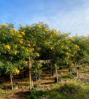 黄槐种植基地在哪里，鐧捐壊榛勬鍩硅偛鍩哄湴