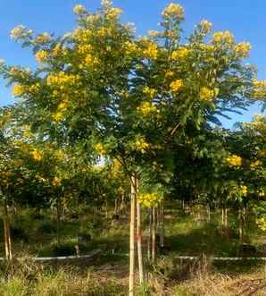 黄槐种植基地在哪里，鐧捐壊榛勬鍩硅偛鍩哄湴