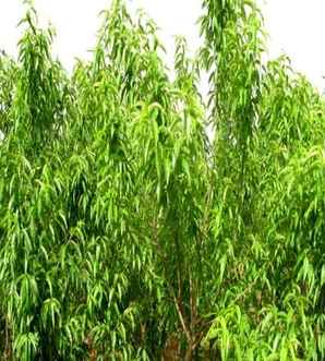 碧桃怎么爆侧芽，碧桃