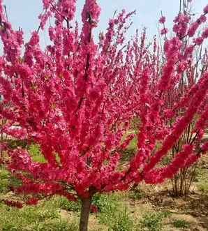 碧桃怎么爆侧芽，碧桃
