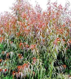 碧桃怎么爆侧芽，碧桃