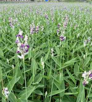再力花属于什么类植物，再力花属于什么
