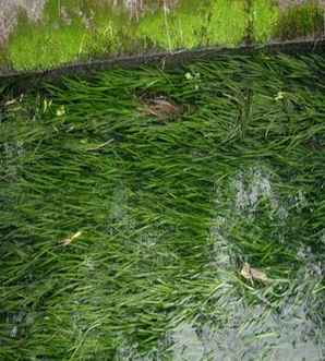 苦草水草，苦草水草生长在什么地方
