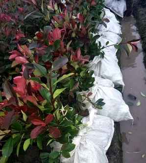 红叶石楠杯苗怎么种，重庆红叶石楠杯苗基地