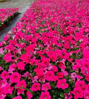 矮牵牛是宿根花卉吗，矮牵牛是宿根草本植物吗