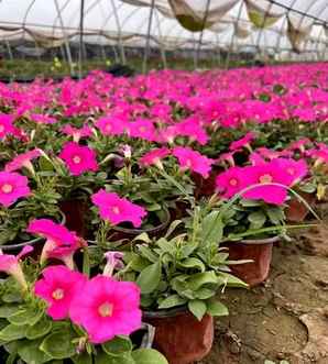 矮牵牛是宿根花卉吗，矮牵牛是宿根草本植物吗