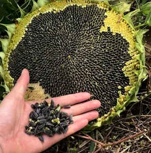 油葵向日葵种子怎么种，向日葵和油葵苗的区别