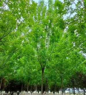 白蜡树在农村叫什么名字，白蜡树