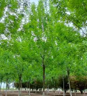白蜡树在农村叫什么名字，白蜡树