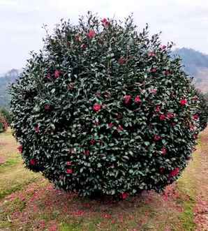 茶梅与茶花的根本区别是，茶梅球和茶花球哪个好看