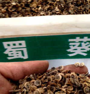 蜀葵播种种子发芽过程，蜀葵种子发芽