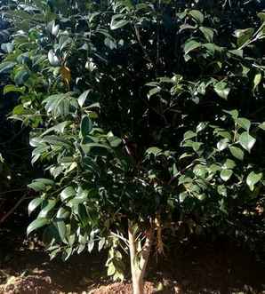茶梅和茶梅球区别，茶梅树和茶梅球的区别