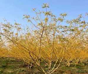 7公分金枝槐小苗种植基地价格，金枝槐种植基地