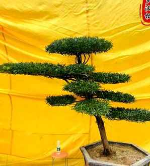 造型罗汉松的价格，如皋罗汉松造型树